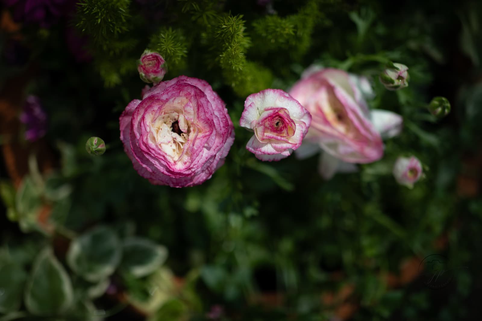Flower Close-up