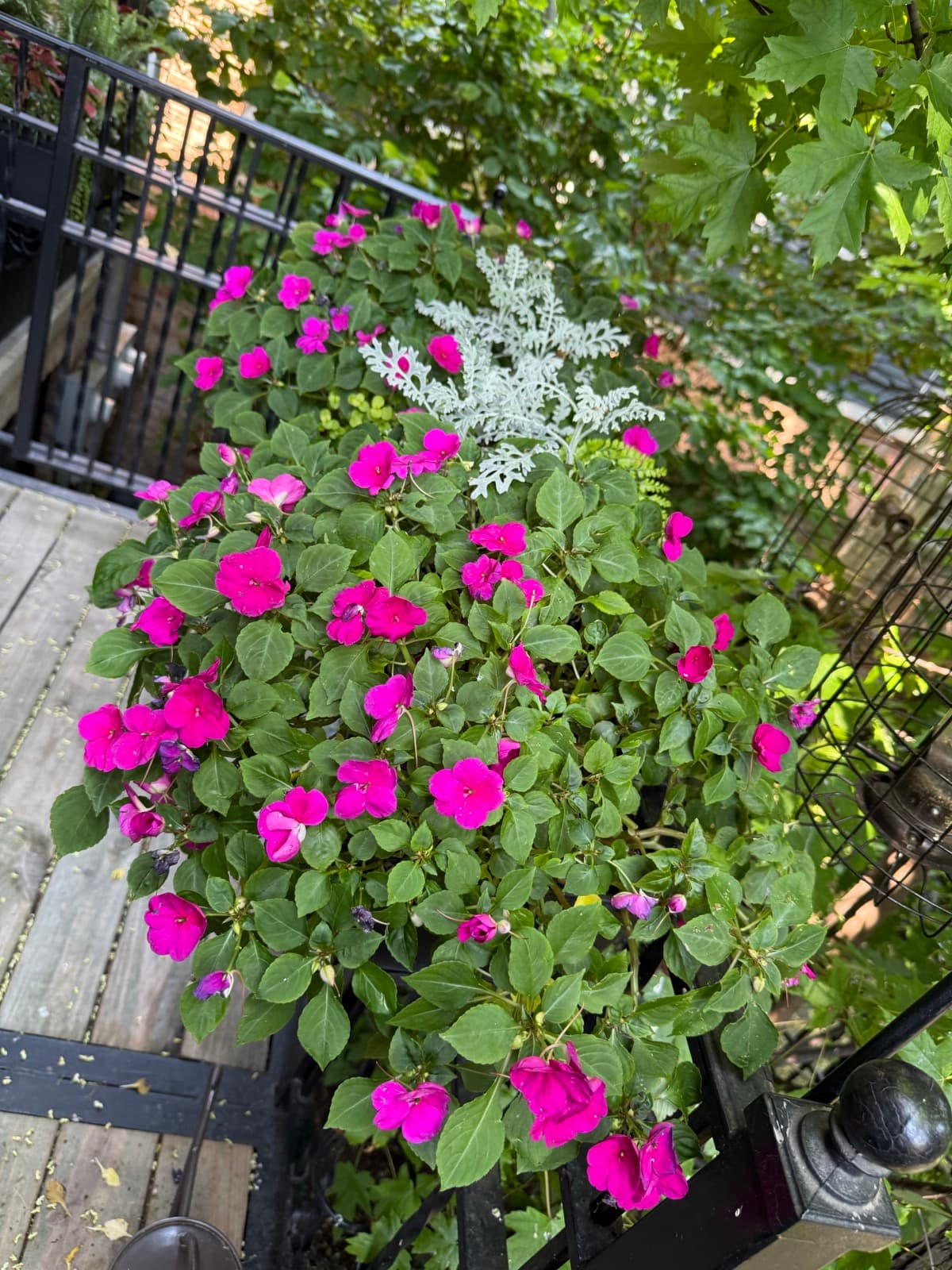 Summer Balcony Blooms